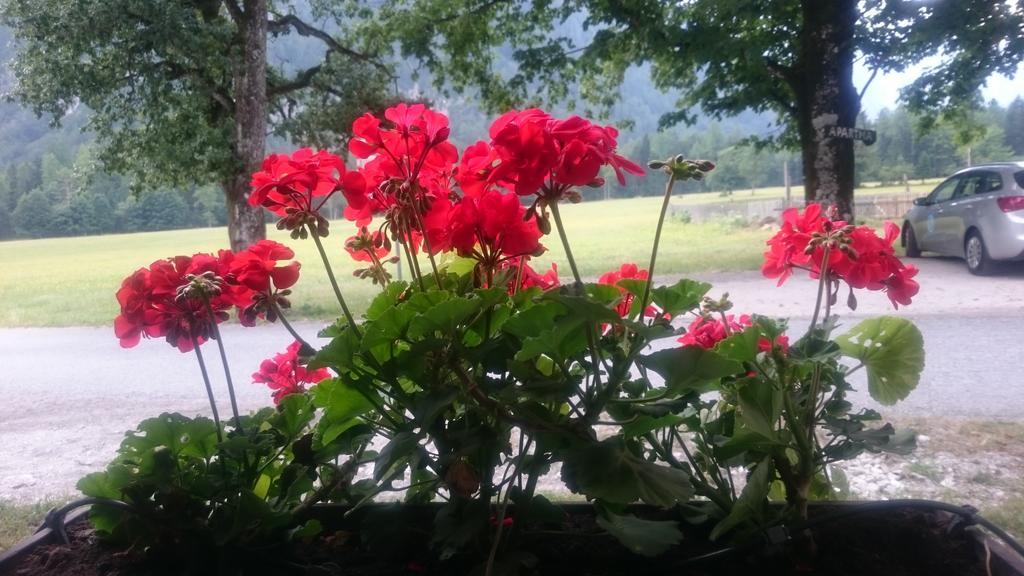 Turisticna Kmetija Psnak Apartment Mojstrana Luaran gambar