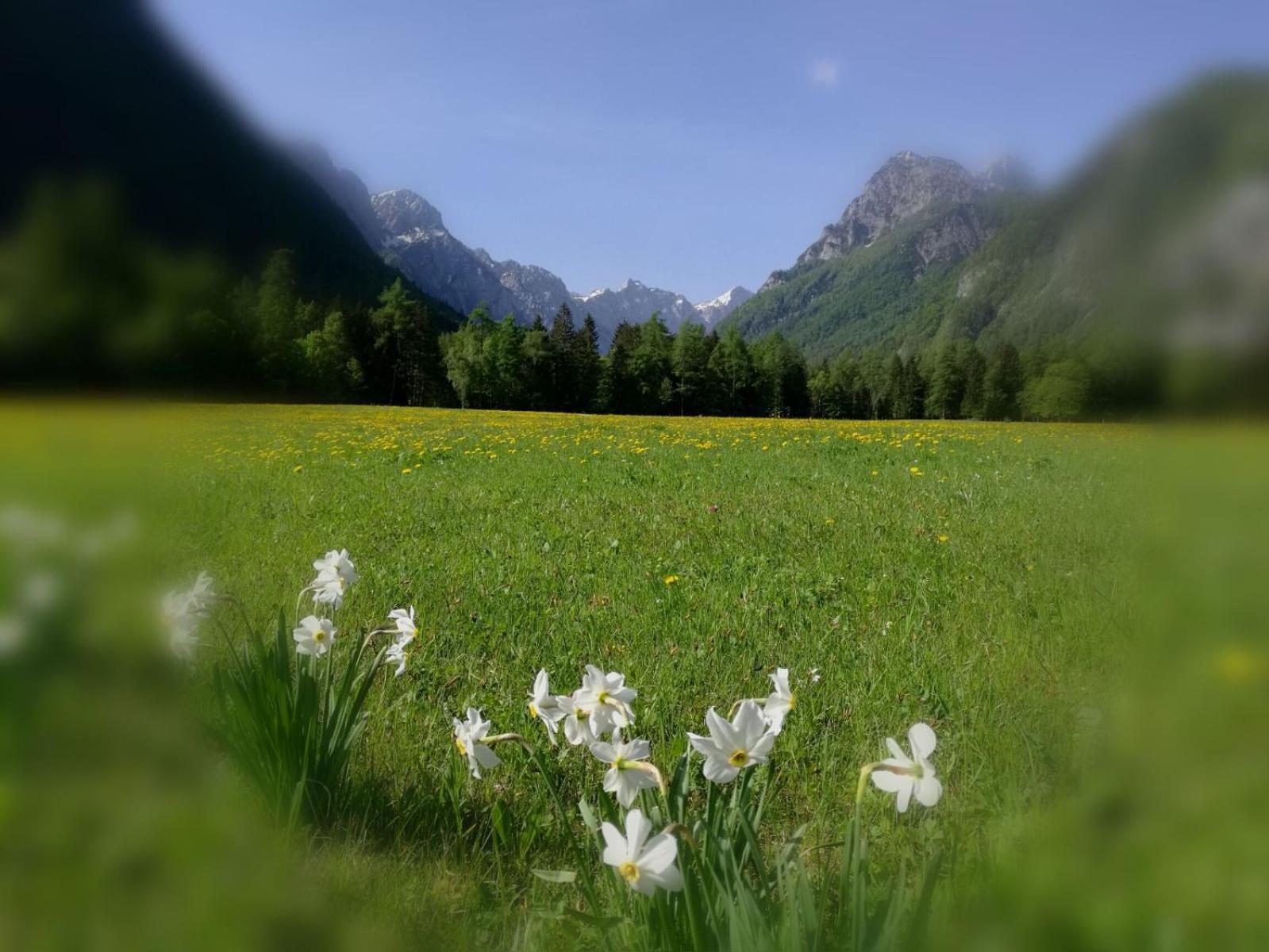 Turisticna Kmetija Psnak Apartment Mojstrana Luaran gambar