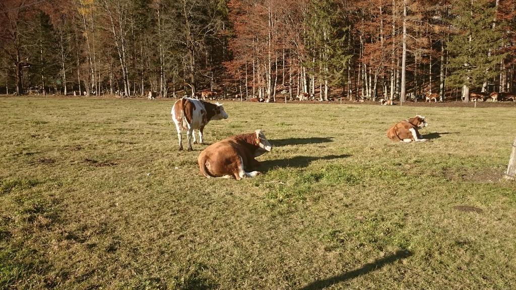 Turisticna Kmetija Psnak Apartment Mojstrana Luaran gambar