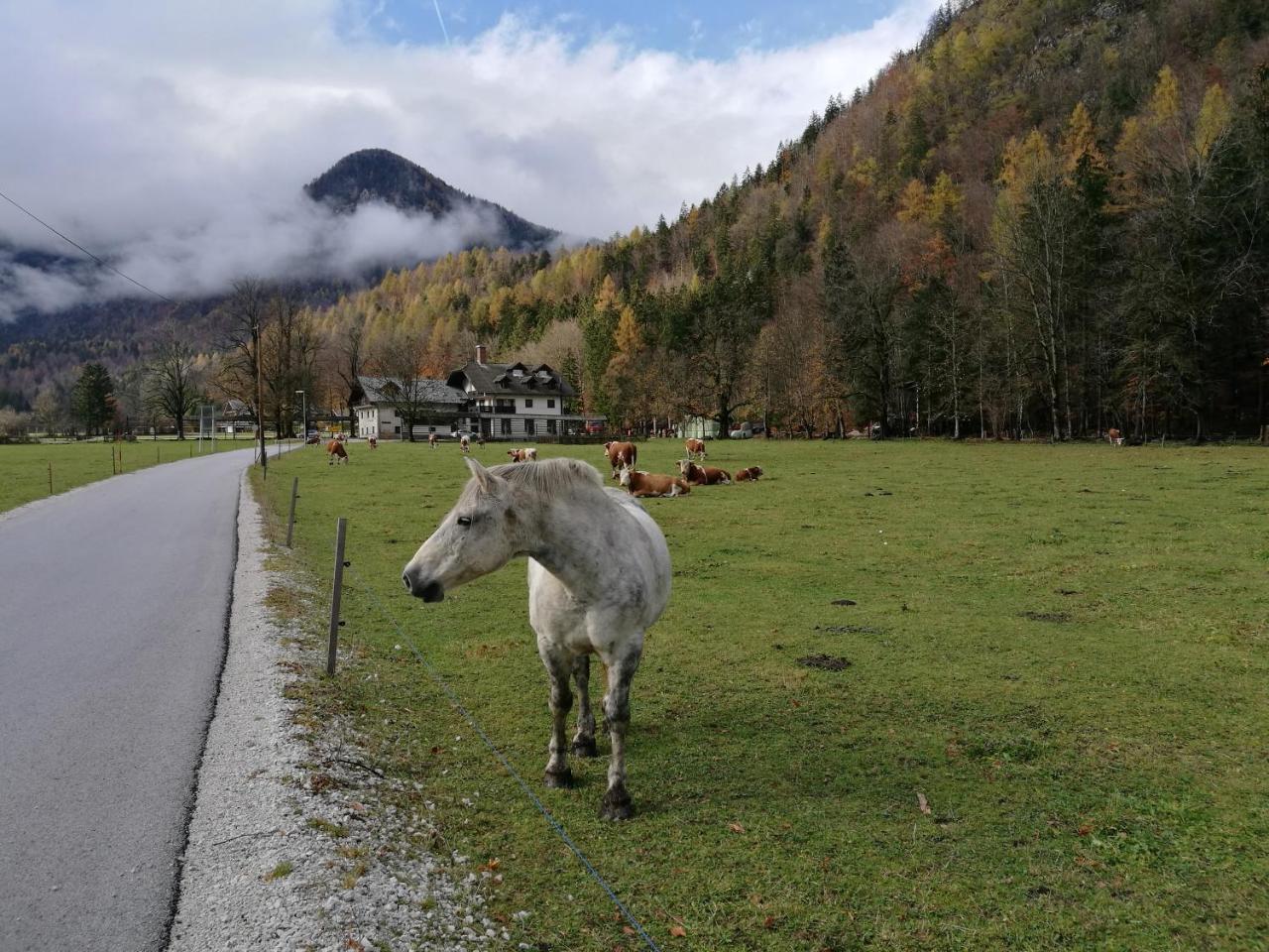 Turisticna Kmetija Psnak Apartment Mojstrana Luaran gambar